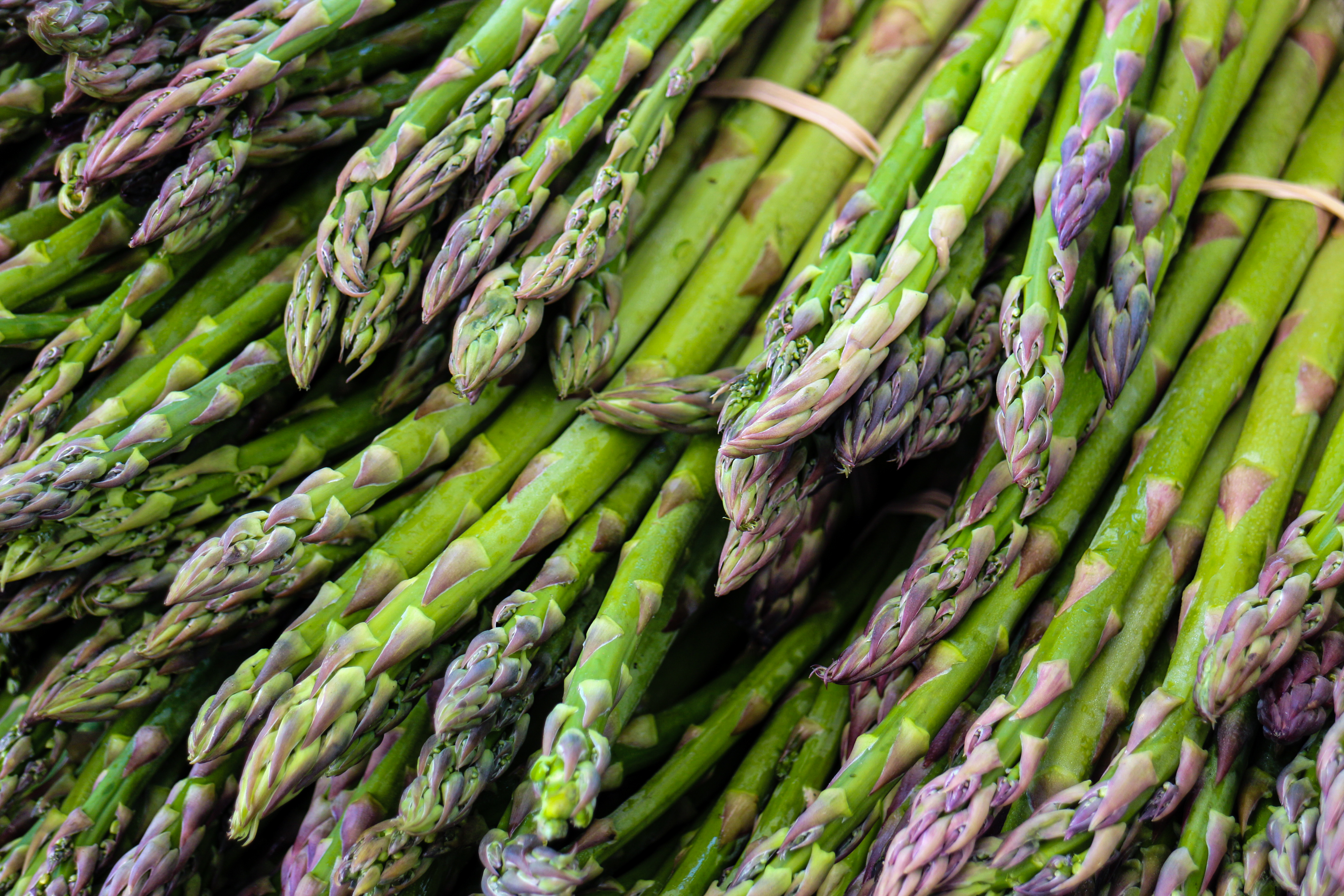 asparagus_AdobeStock_122283638