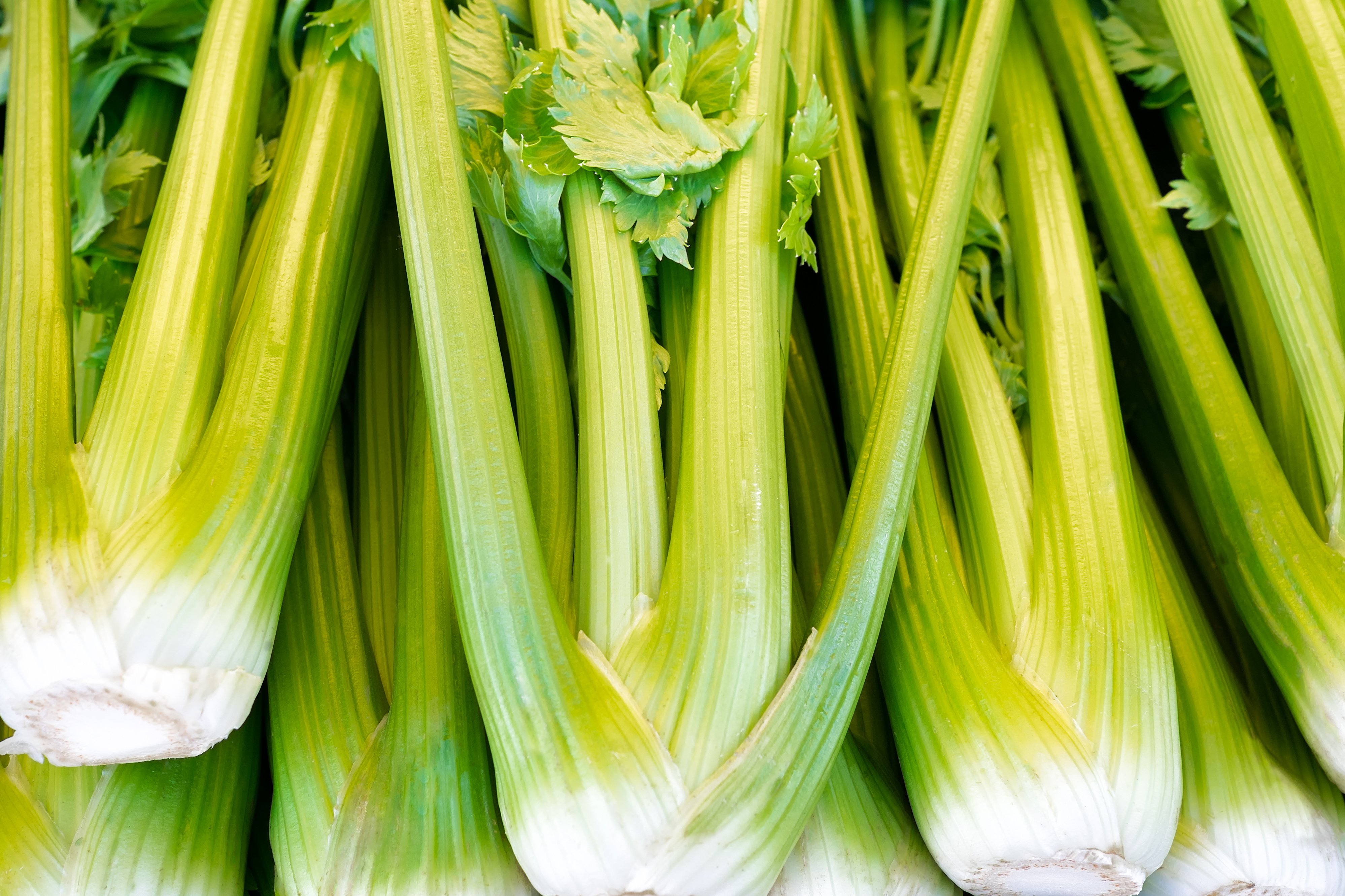 celery_AdobeStock_125309800-1